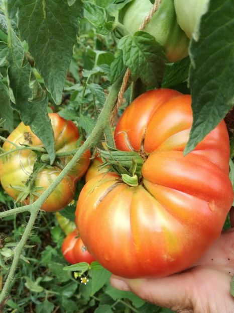  - Tomate