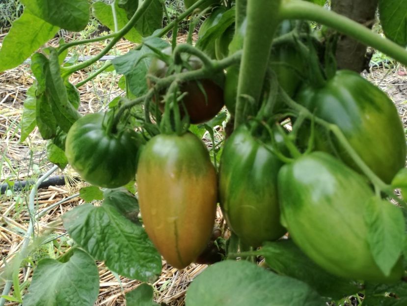  - Tomate