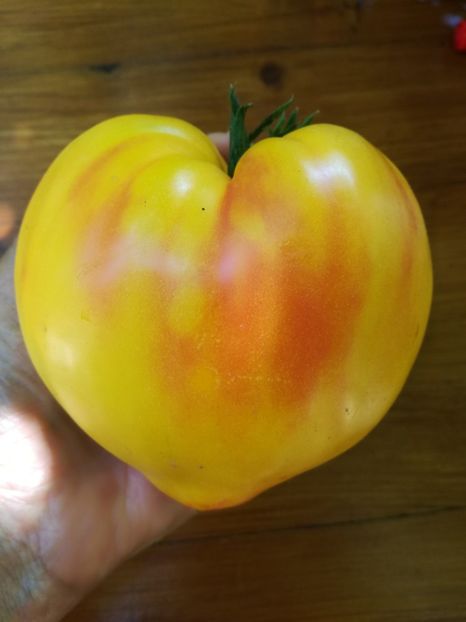  - Tomate