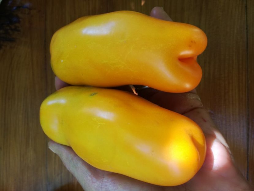  - Tomate