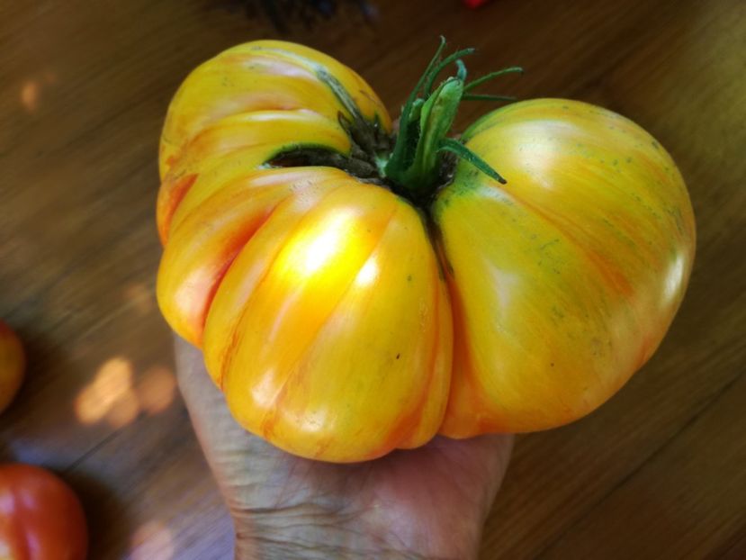  - Tomate