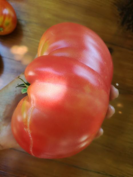  - Tomate