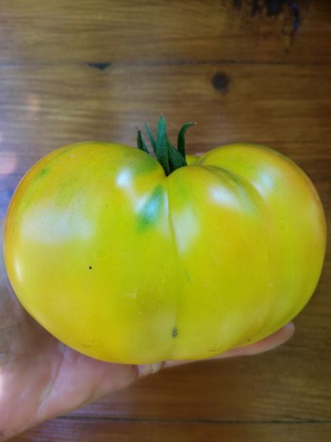  - Tomate