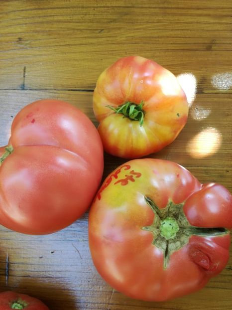  - Tomate