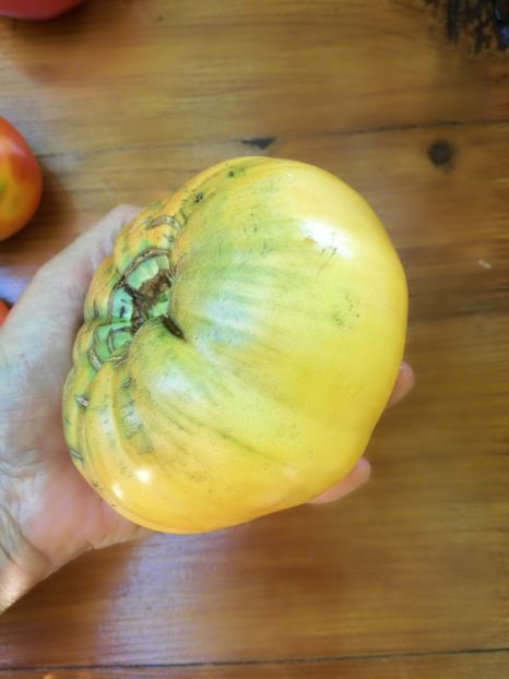  - Tomate