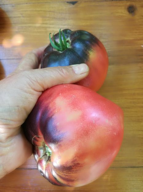  - Tomate