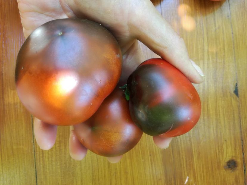  - Tomate
