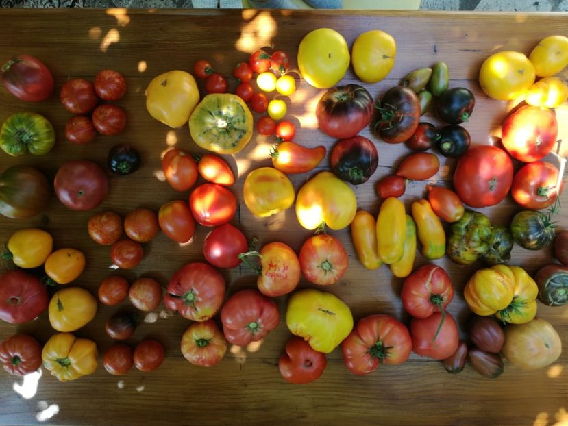  - Tomate