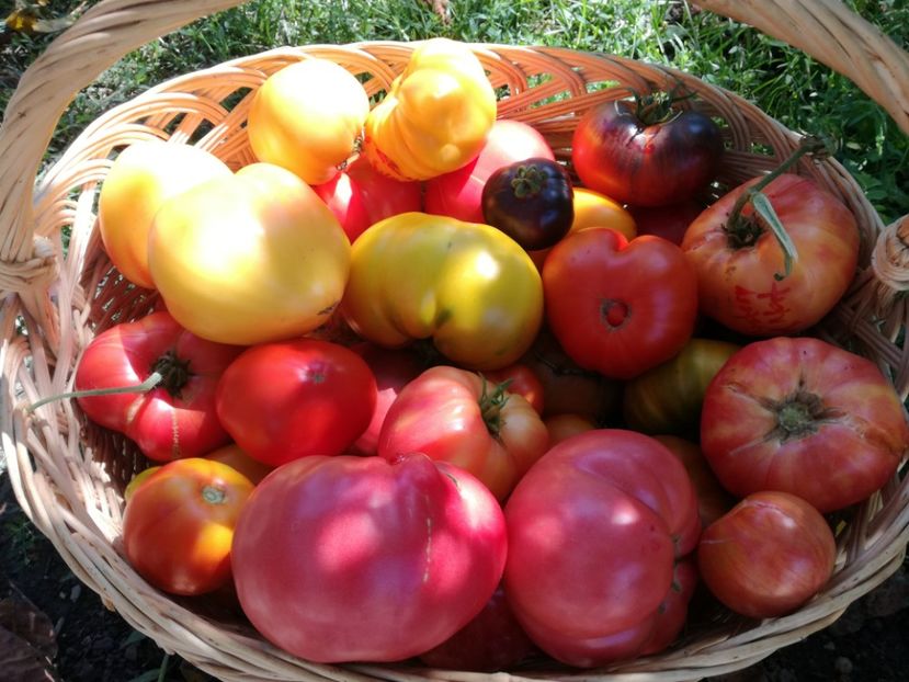  - Tomate