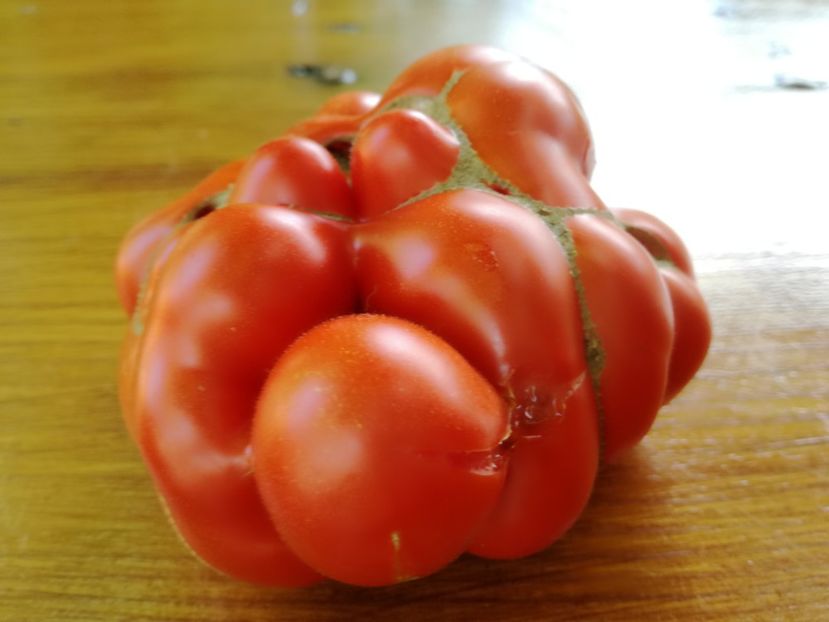 - Tomate