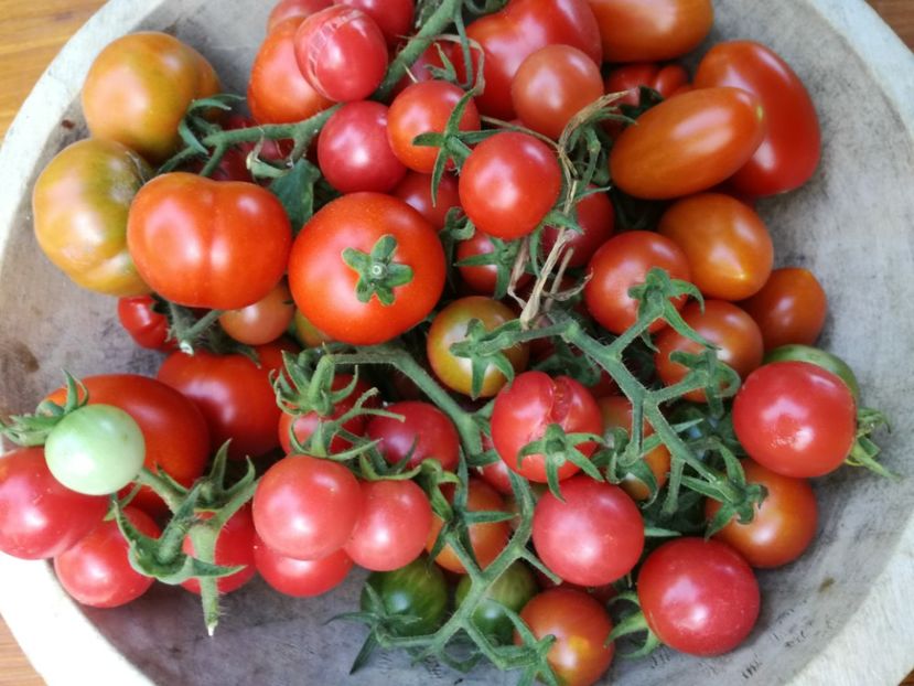  - Tomate