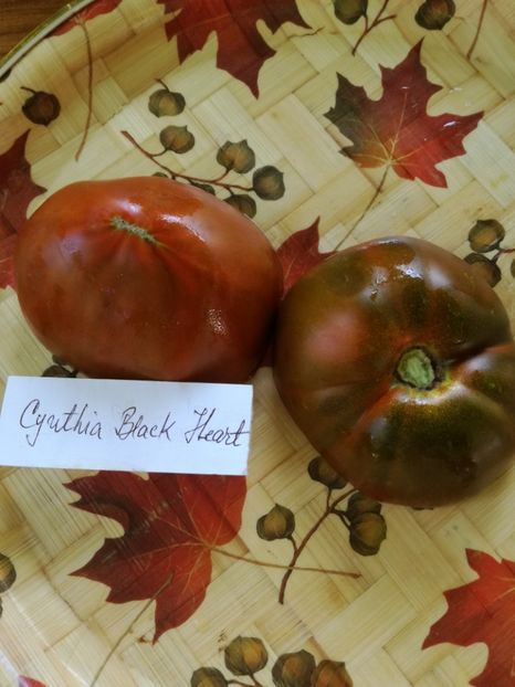  - Tomate