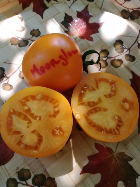  - Tomate