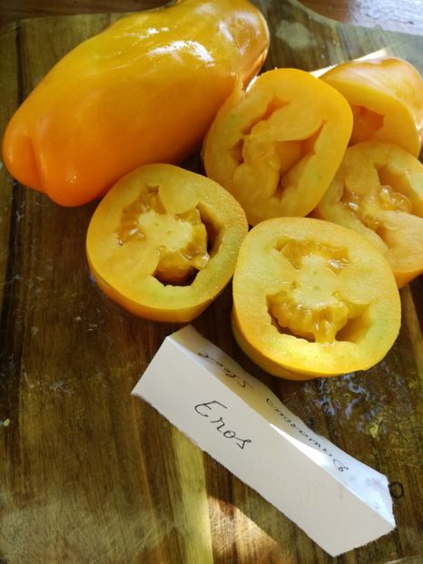  - Tomate