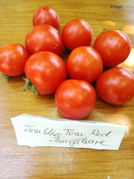  - Tomate