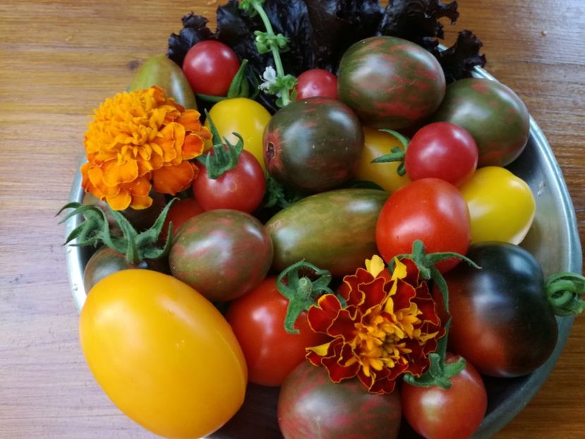  - Tomate