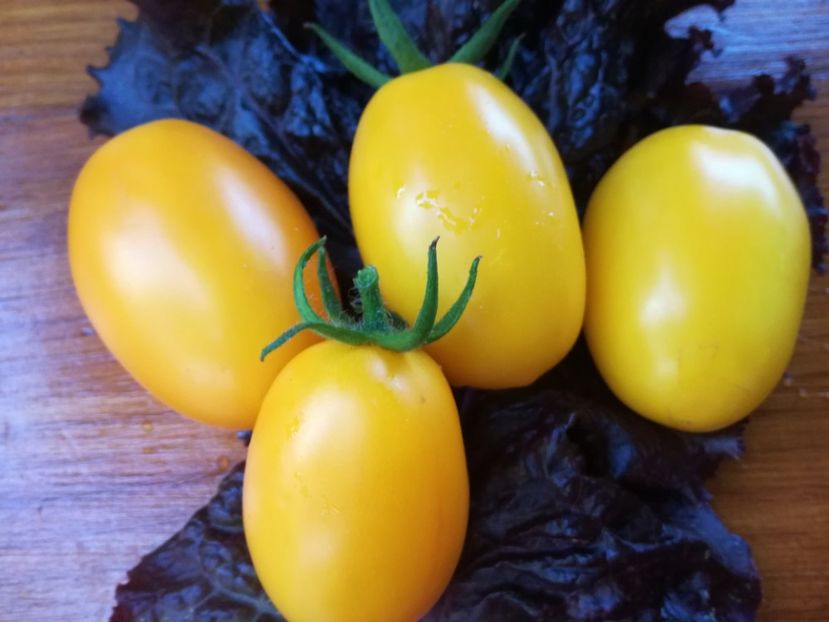  - Tomate