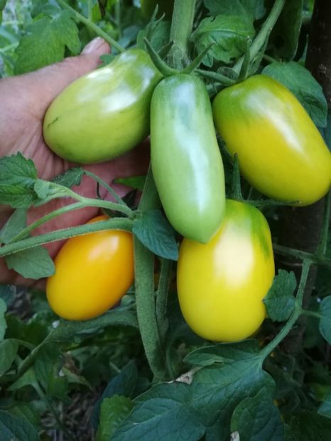  - Tomate
