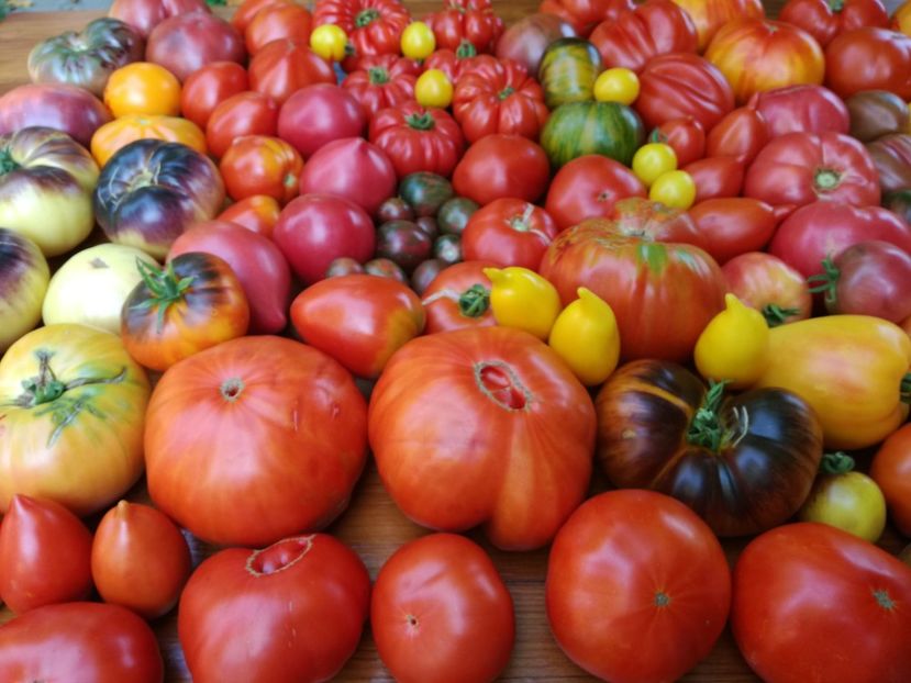  - Tomate