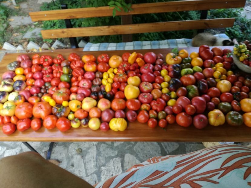  - Tomate