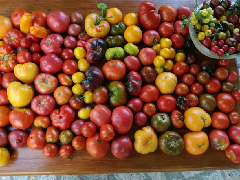  - Tomate