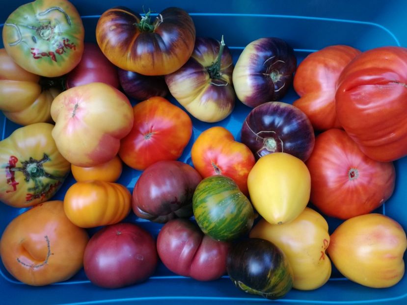  - Tomate