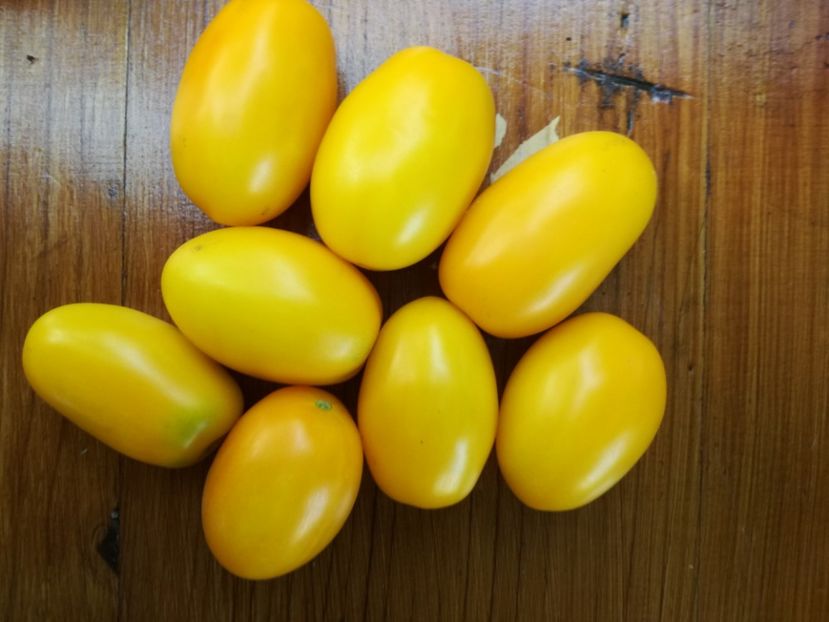  - Tomate
