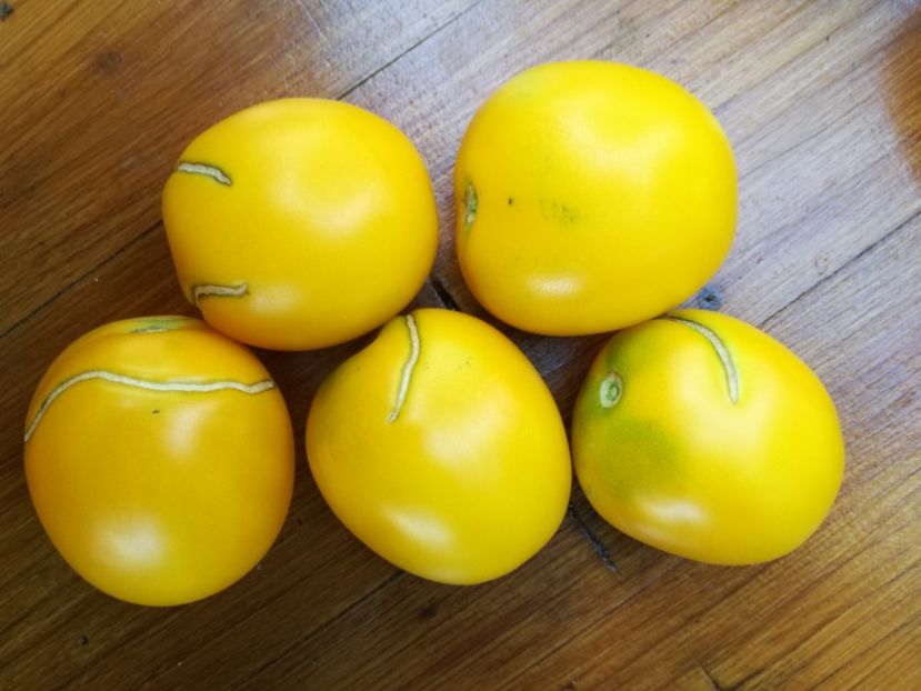  - Tomate
