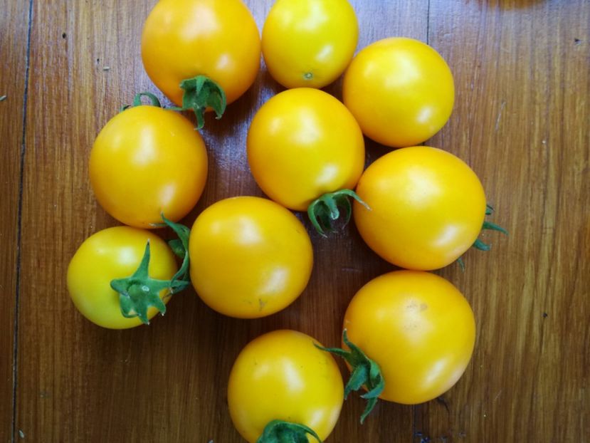  - Tomate