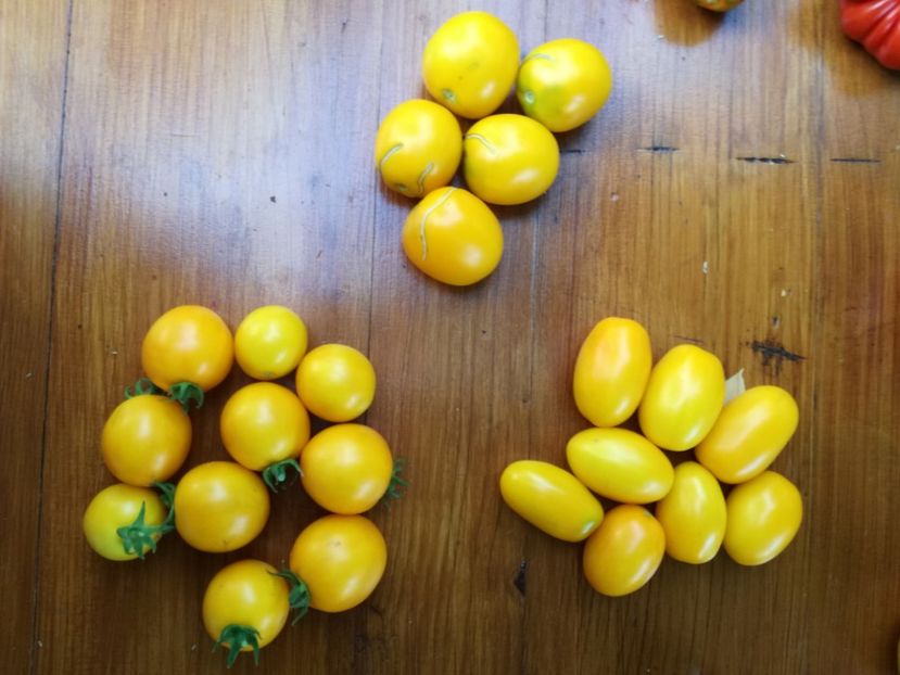  - Tomate
