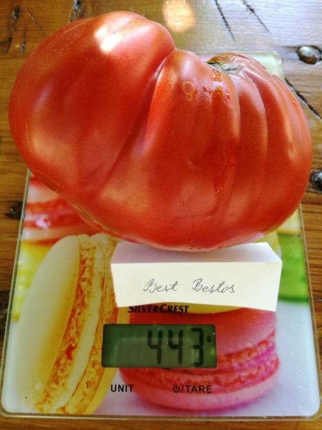  - Tomate