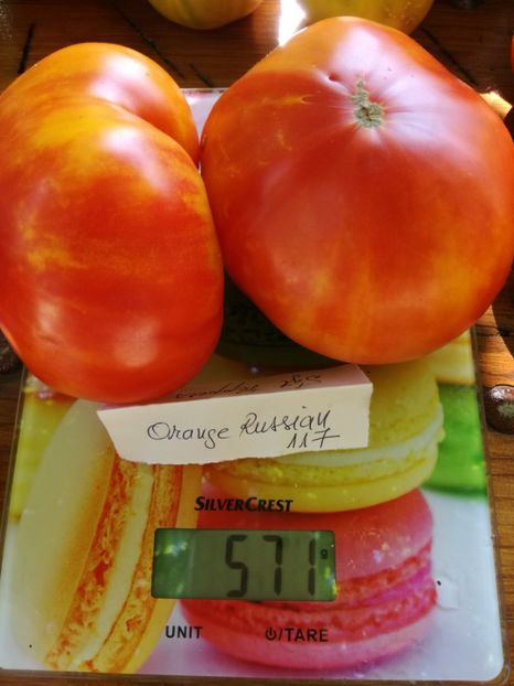  - Tomate