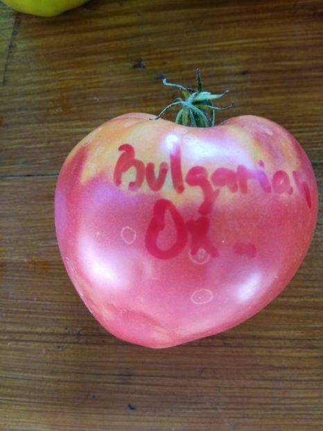  - Tomate