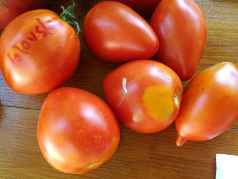  - Tomate