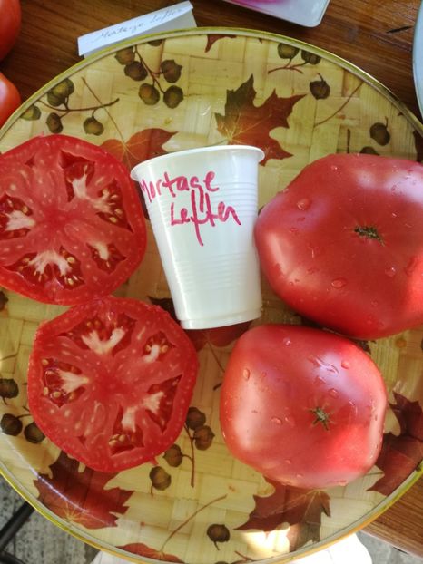  - Tomate