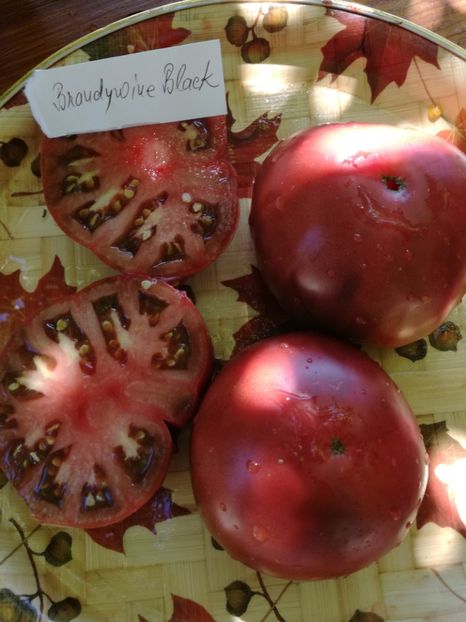 - Tomate