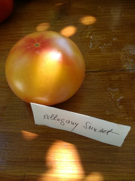  - Tomate