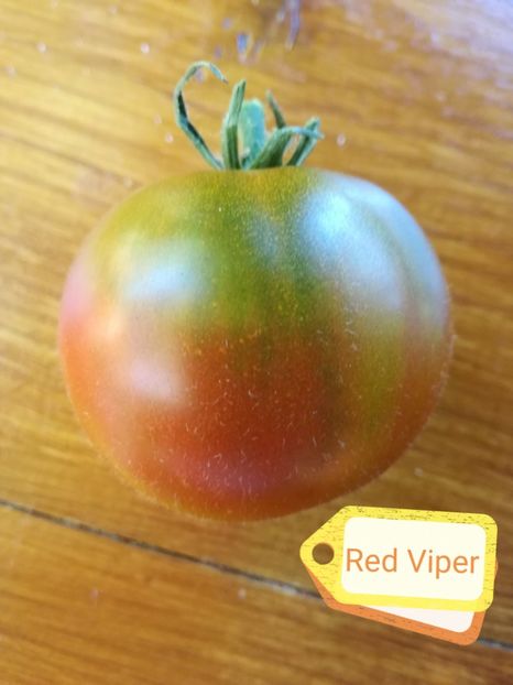  - Tomate