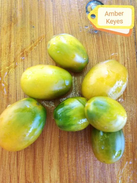  - Tomate