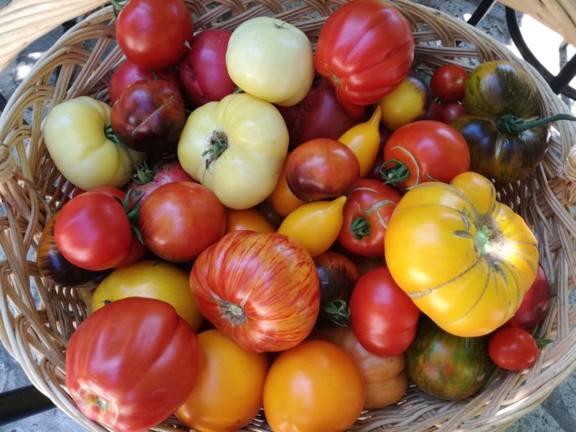  - Tomate