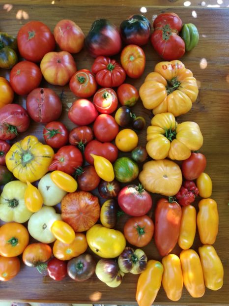  - Tomate