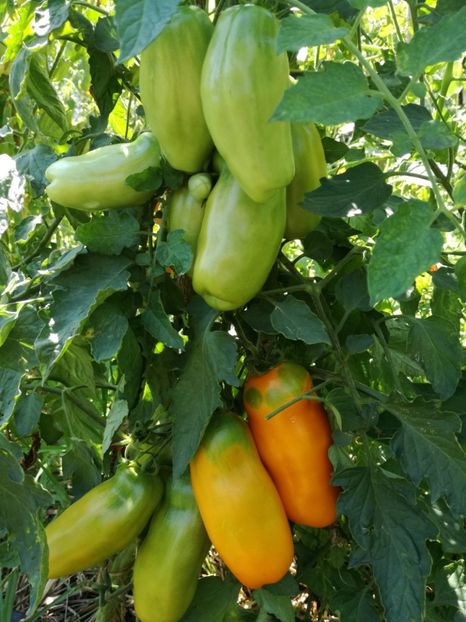  - Tomate