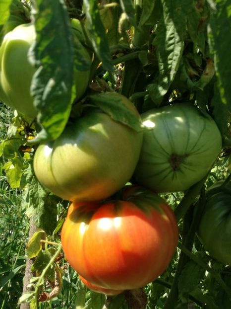  - Tomate