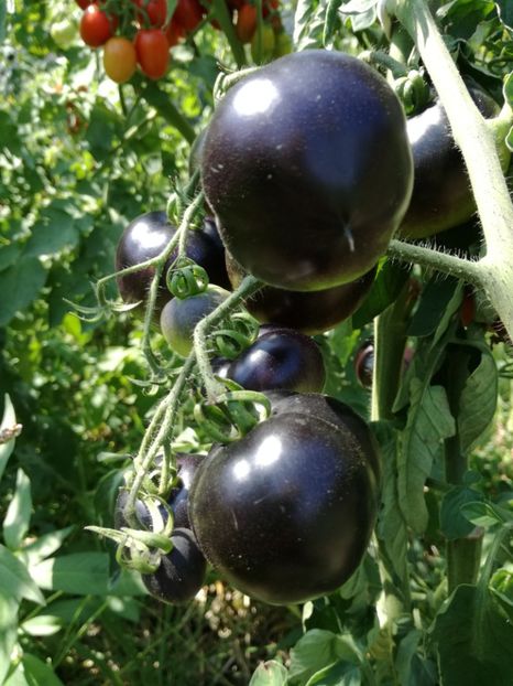  - Tomate