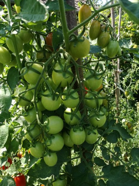  - Tomate