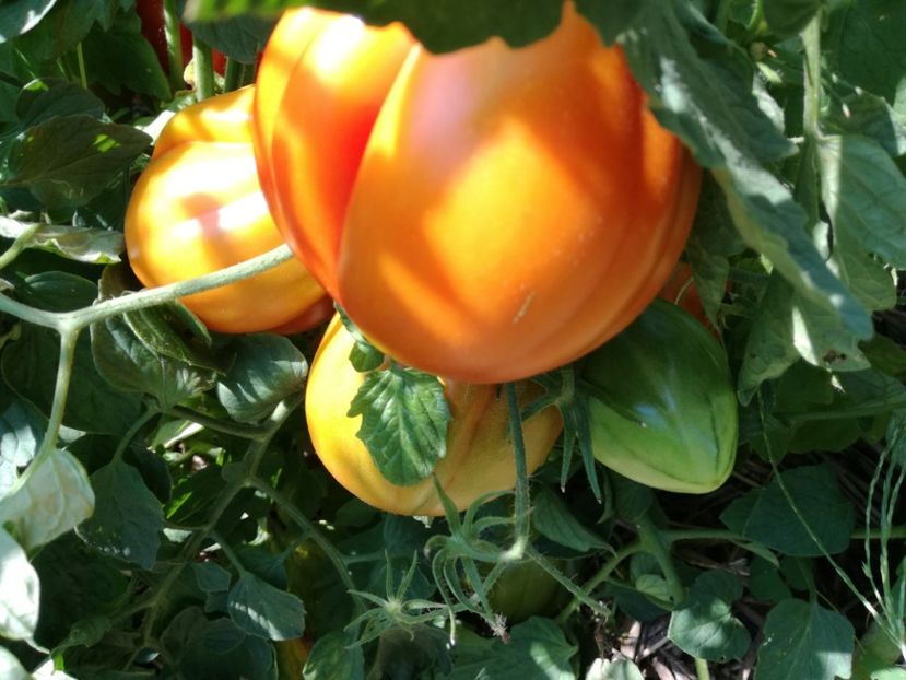  - Tomate