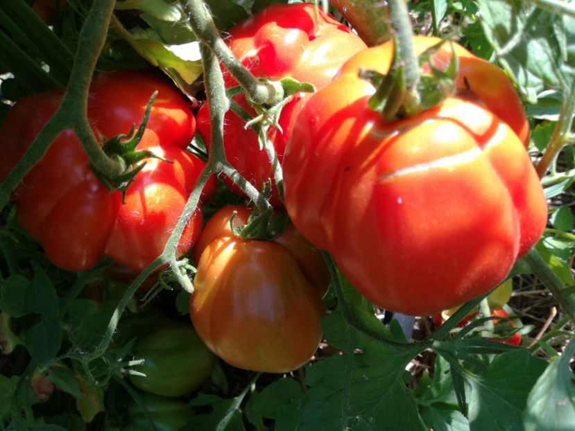  - Tomate