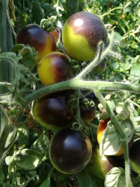  - Tomate