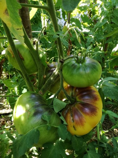  - Tomate
