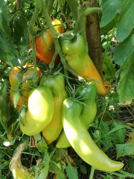 - Tomate